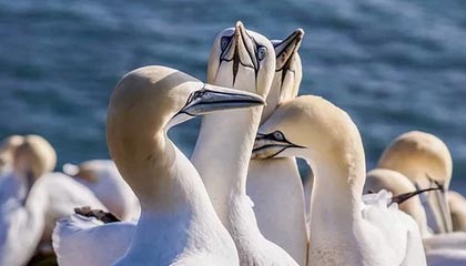 曼联主教练阿莫林下课 此前炮轰俱乐部